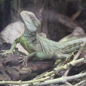Asian Water Dragon