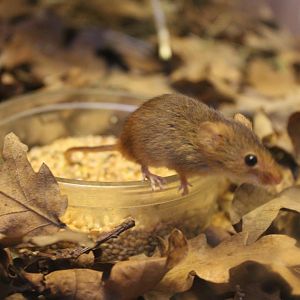 Harvest Mouse