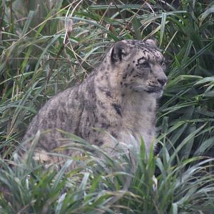 Snow Leopard