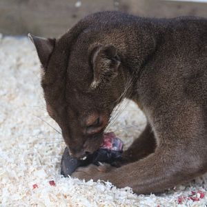 Fossa