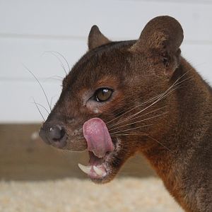 Fossa