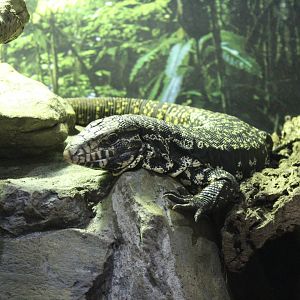 Black and White Argentinian Tegu