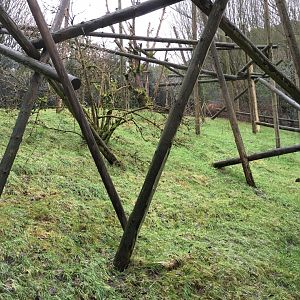 Crowned Sifaka Exhibit