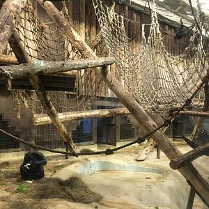 Chimpanzee Indoor Exhibit