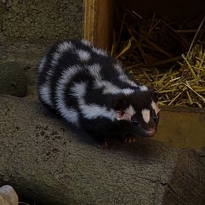 Eastern Spotted Skunk
