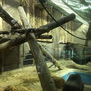 Gorilla Indoor Exhibit (view from left)
