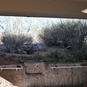 burrowing owl exhibit