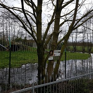 Enclosure Amur tiger