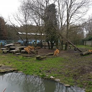 Lion-enclosure