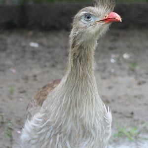 Red-legged seriema