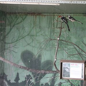Enclosure Von der Decken's hornbill