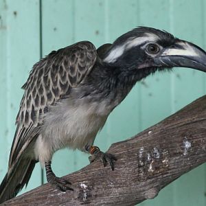 African grey hornbill
