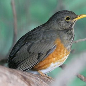 Black-breasted thrush