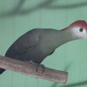 Red-crested touraco