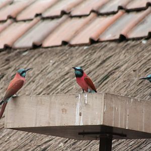 Carmine bee-eaters at feeding-place