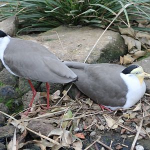 Masked lapwings at the nest