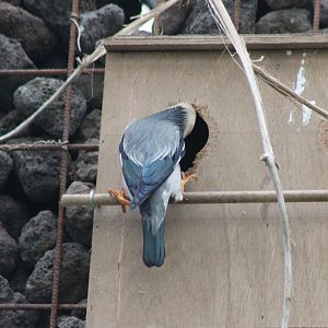 Silky starling at the nest
