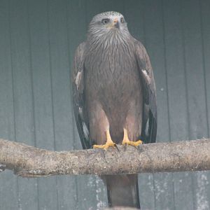 Black kite