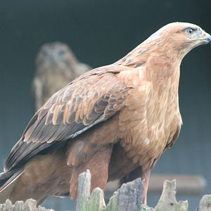 Long-legged buzzard