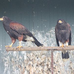 Harris hawks