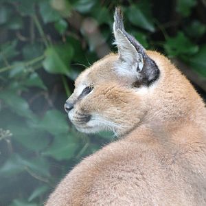 Caracal