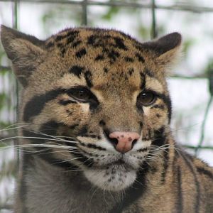 Clouded leopard
