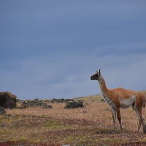 Guanaco