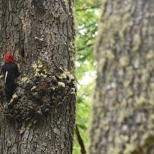 Magellanic woodpecker