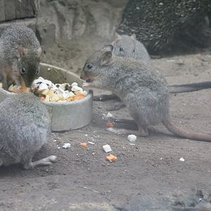 Brush-tailed kangaroos