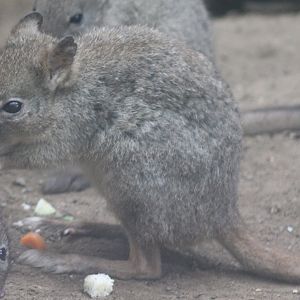 Brush-tailed kangaroo