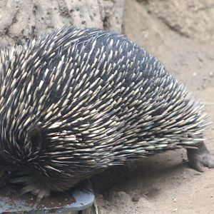 Echidna