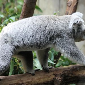 Koala