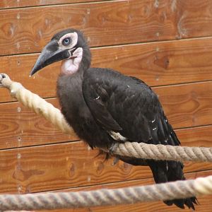 Young Southern ground-hornbill