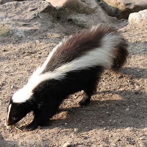 Skunk