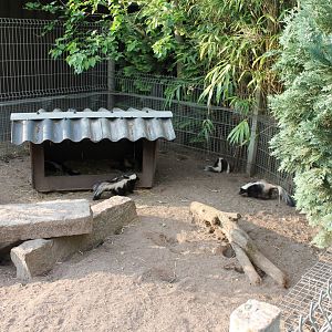 Skunk-enclosure