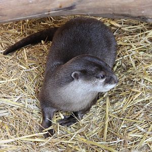 Asian small-clawed otter