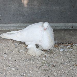 Pigeon-breed