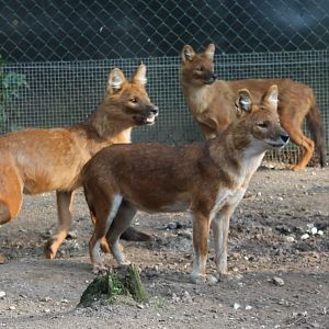 Dholes