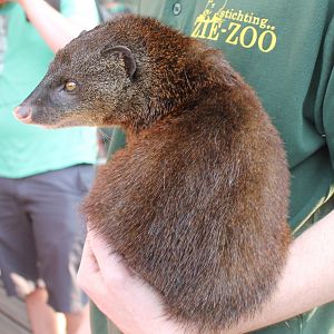 Marsh mongoose