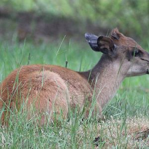 Red duiker