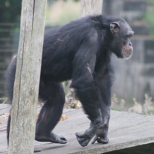 Chimpanzee