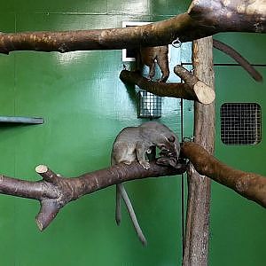 Zoo Bites - Baby Fossa Cubs @ Africa Alive! - YouTube