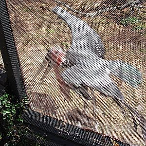 Jacksonville Zoo February 2011 - YouTube