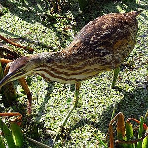 Sweetwater Wetlands Park American Bittern - YouTube