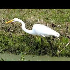 Sweetwater Wetlands Park Great Egret - YouTube