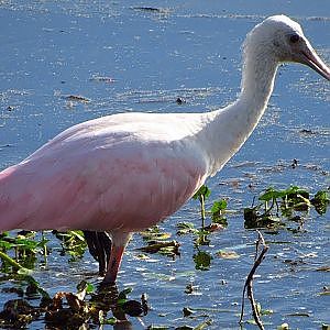 Sweetwater Wetlands Park Roseate Spoonbill - YouTube