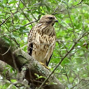 This Video Is For The Birds...... - YouTube