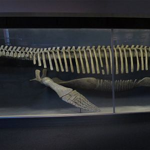 Kronosaurus Skeleton