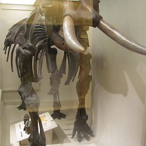 Harvard Mastodon