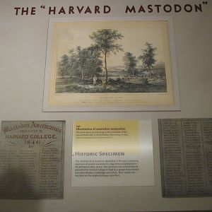 Harvard Mastodon Info Plaque